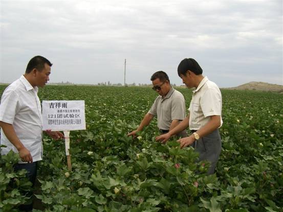 06年7月炮臺試驗站曹新成站長(cháng)在農八師121團私人農場(chǎng)示范地察看.jpg