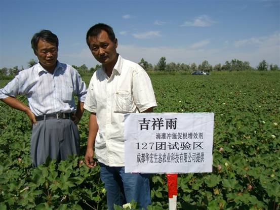 06年127團 種植試驗站劉云龍察看在棉花上試驗情況.jpg