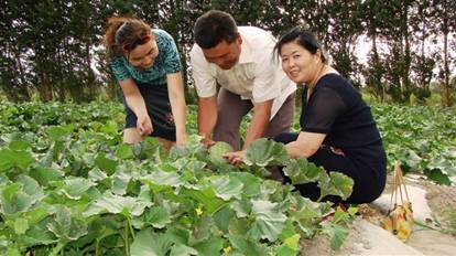 07年哈密地區土肥站陳華站長(cháng)在淖毛湖察看哈密瓜示范地.jpg